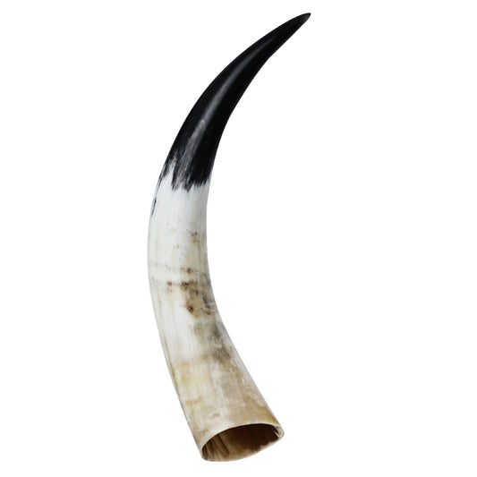 Authentic Polished Natural Horn 40-45cm - Unique Decorative Crafts