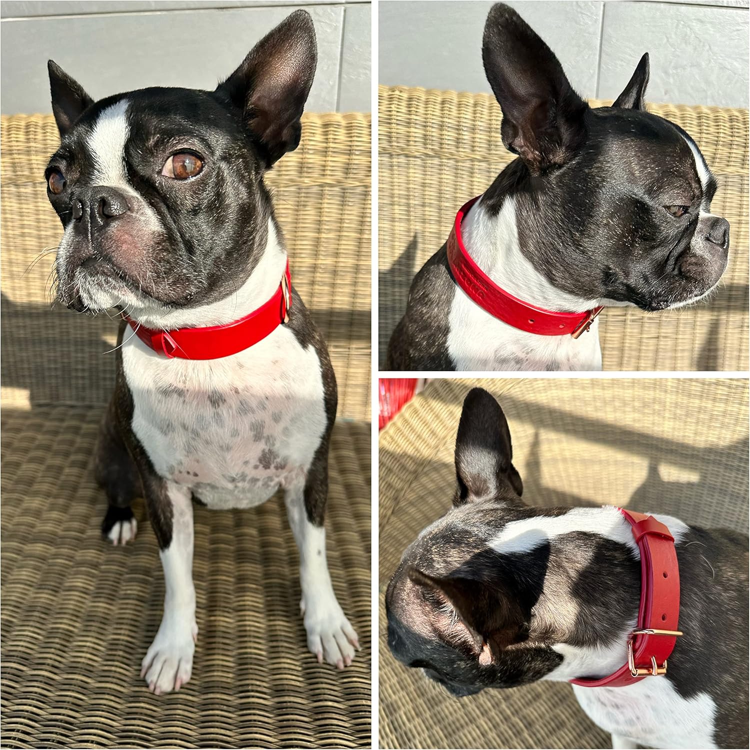 Premium Soft Leather Dog Collar for Small to Large Dogs