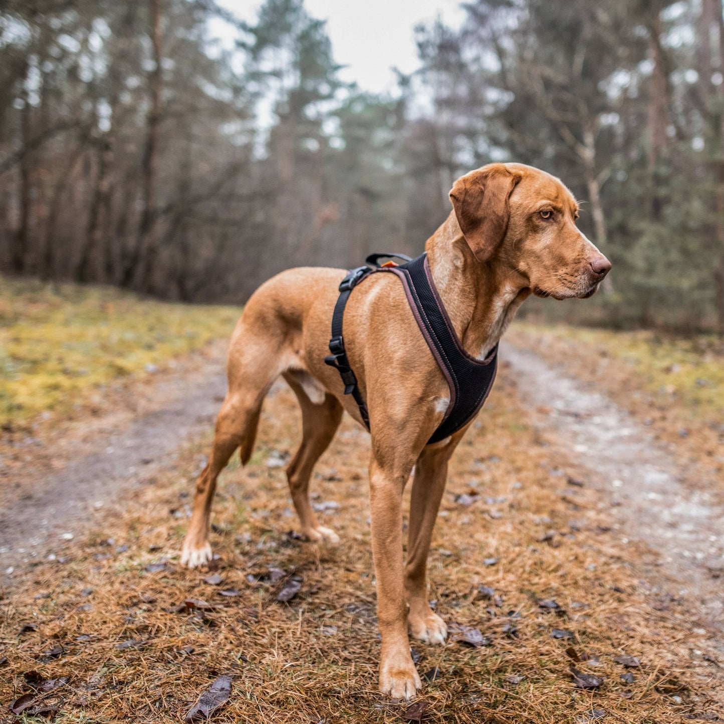 Premium Dog Harness for Comfortable Walks, Training, and Outdoor Adventures