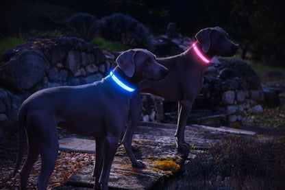 MASBRILL Rechargeable Waterproof Light-Up Dog Collar