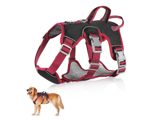 Dog harness and leash set on a white background