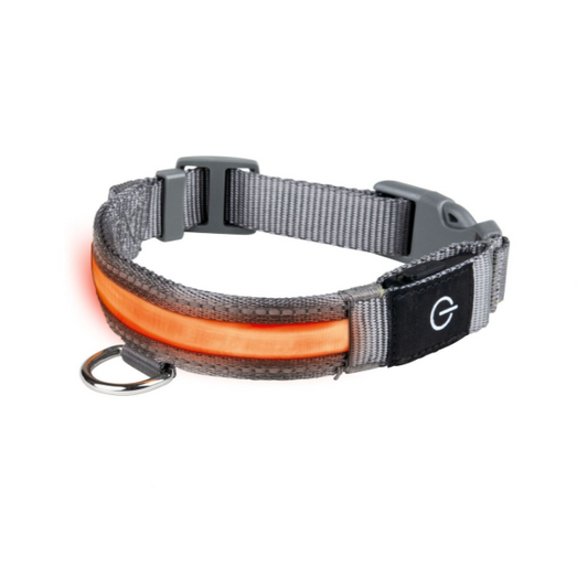 Zoofari LED Dog Collar: Bright, Durable, Rechargeable for Night Safety Fun