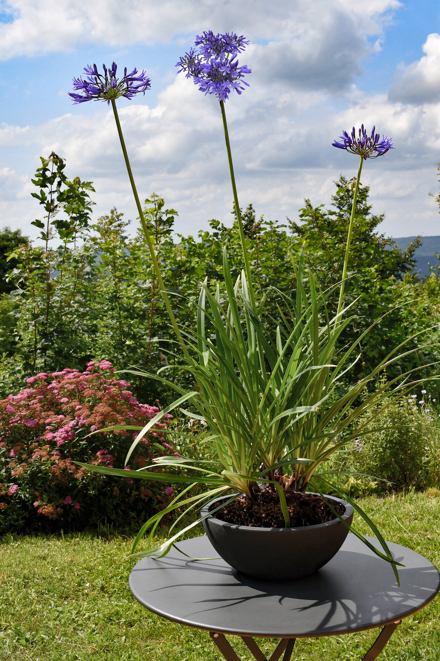 Durable Basalt'UP Concrete Effect Planter Bowl, 30cm Diameter, 5.5L Capacity