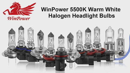 WinPower HS1 PX43T Halogen Headlight Bulb 12V 35W 4300K