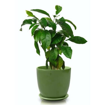 Elegant Polnix Amsterdam 5.1-inch Ceramic Pot with Saucer - Dark Green